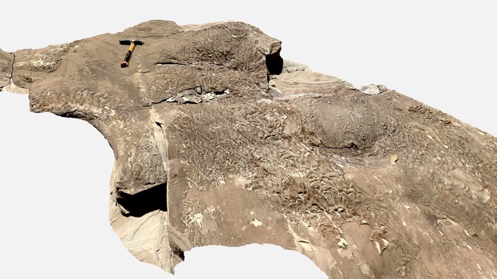 HCS Surface with ?Algal mat 3D Model