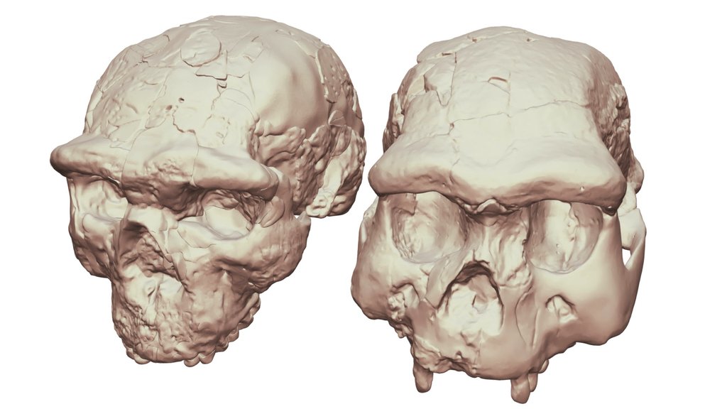 Yunxian 2 and Sangiran17 Cranium Comparison