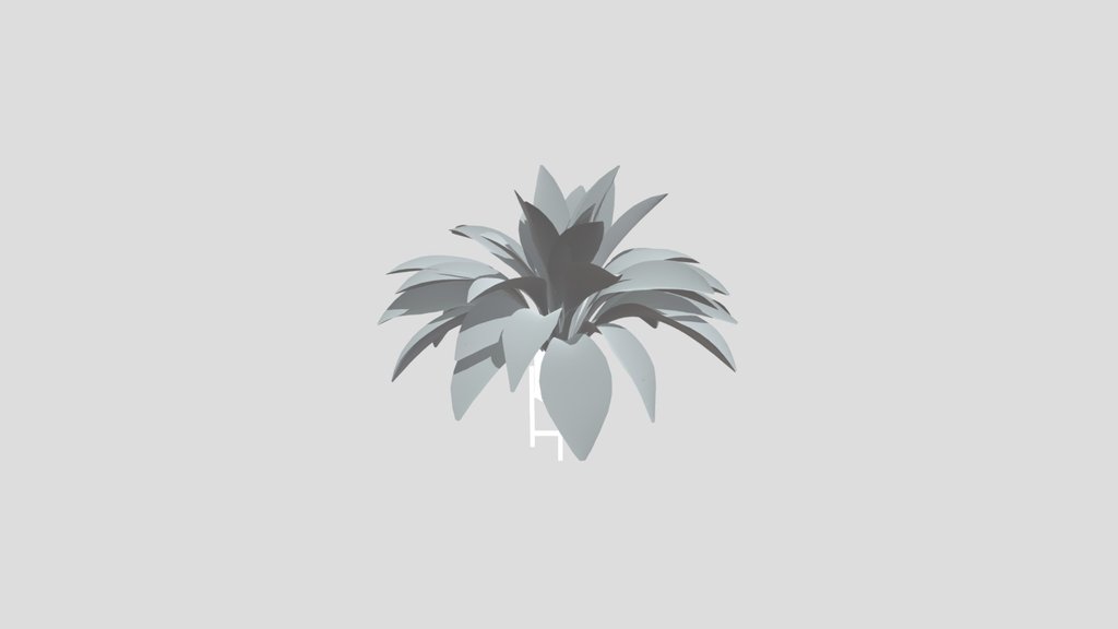Haran Iron Plant Elder Var Potted