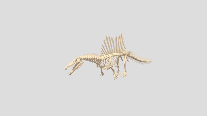 Simple Spinosaurus Skeleton Rigged 3D Model