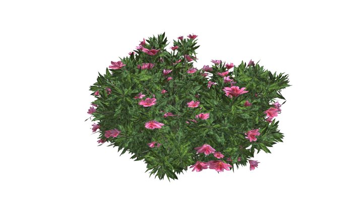 Azalea Shrub (Pink Flowers) #03 3D Model