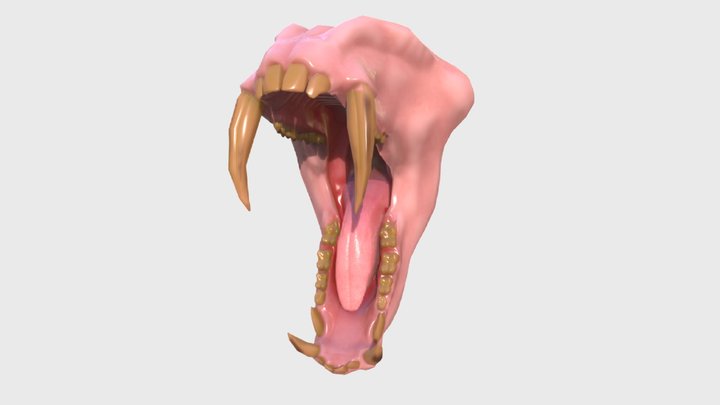 Monkey (Mandrill) Mouth 3D Model