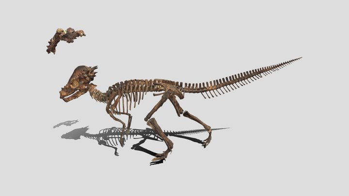 パキケファロサウルス 3D Model