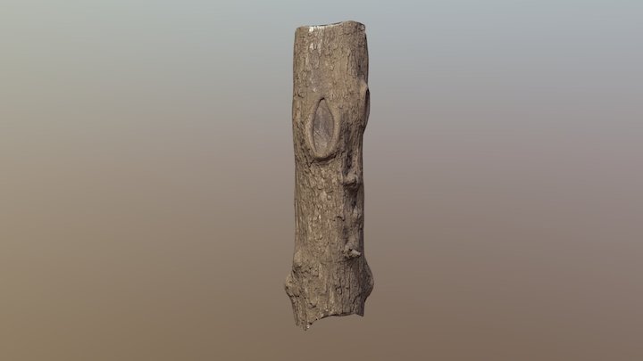 Tree Bark 3D Model