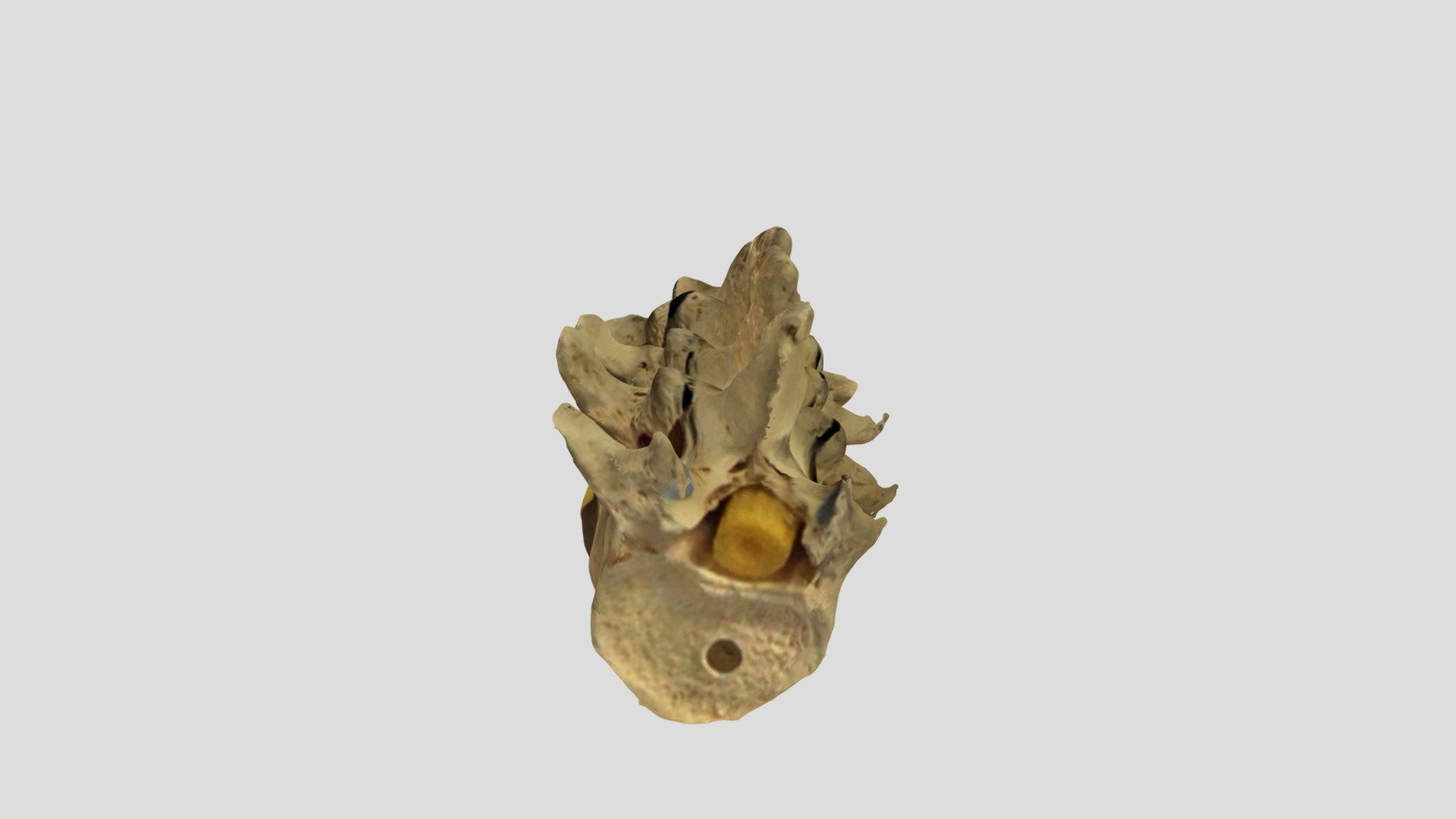 Spine1 - Download Free 3D model by tallulahspina [4627b11] - Sketchfab