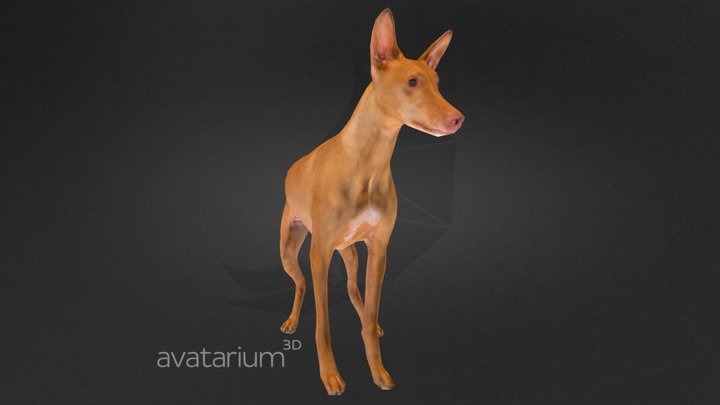 Pharaoh Hound Dog Standing Low Polygon 3D Model