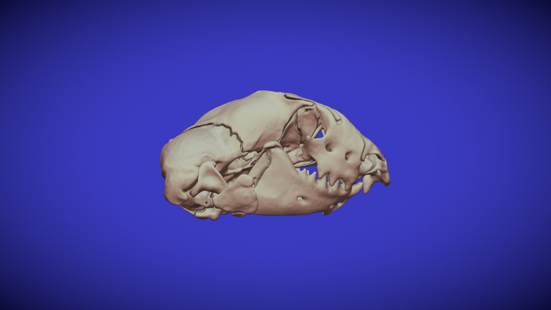 DIPLOMETOPON SKULL.WORM LIZARD SKULL