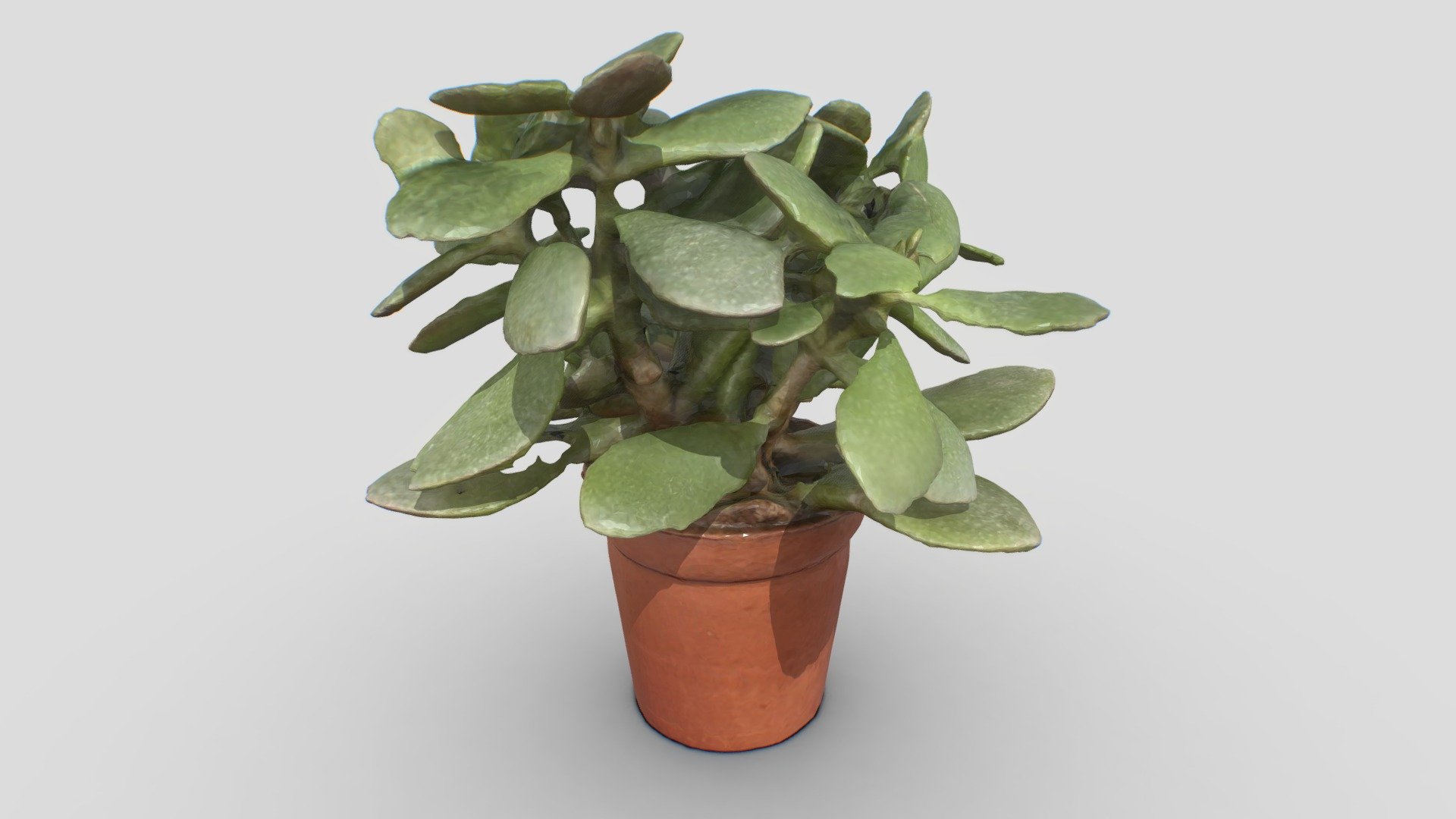 Indoor Plant 3