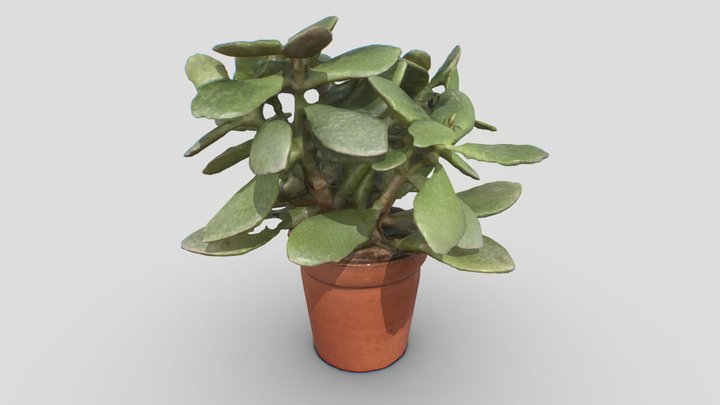 Indoor Plant 3 3D Model
