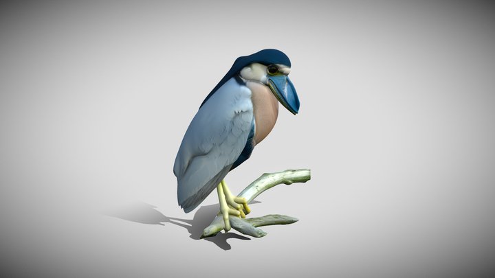 Cochlearius Cochlearius – Modello 3D gratuito STL