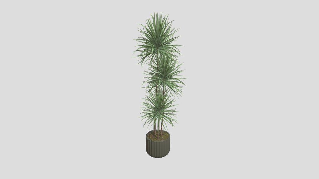Dracaena Marginata