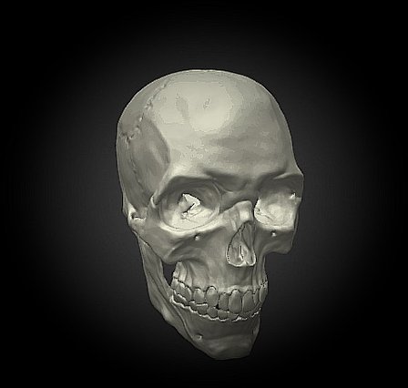Skull- Decimated 3D Model