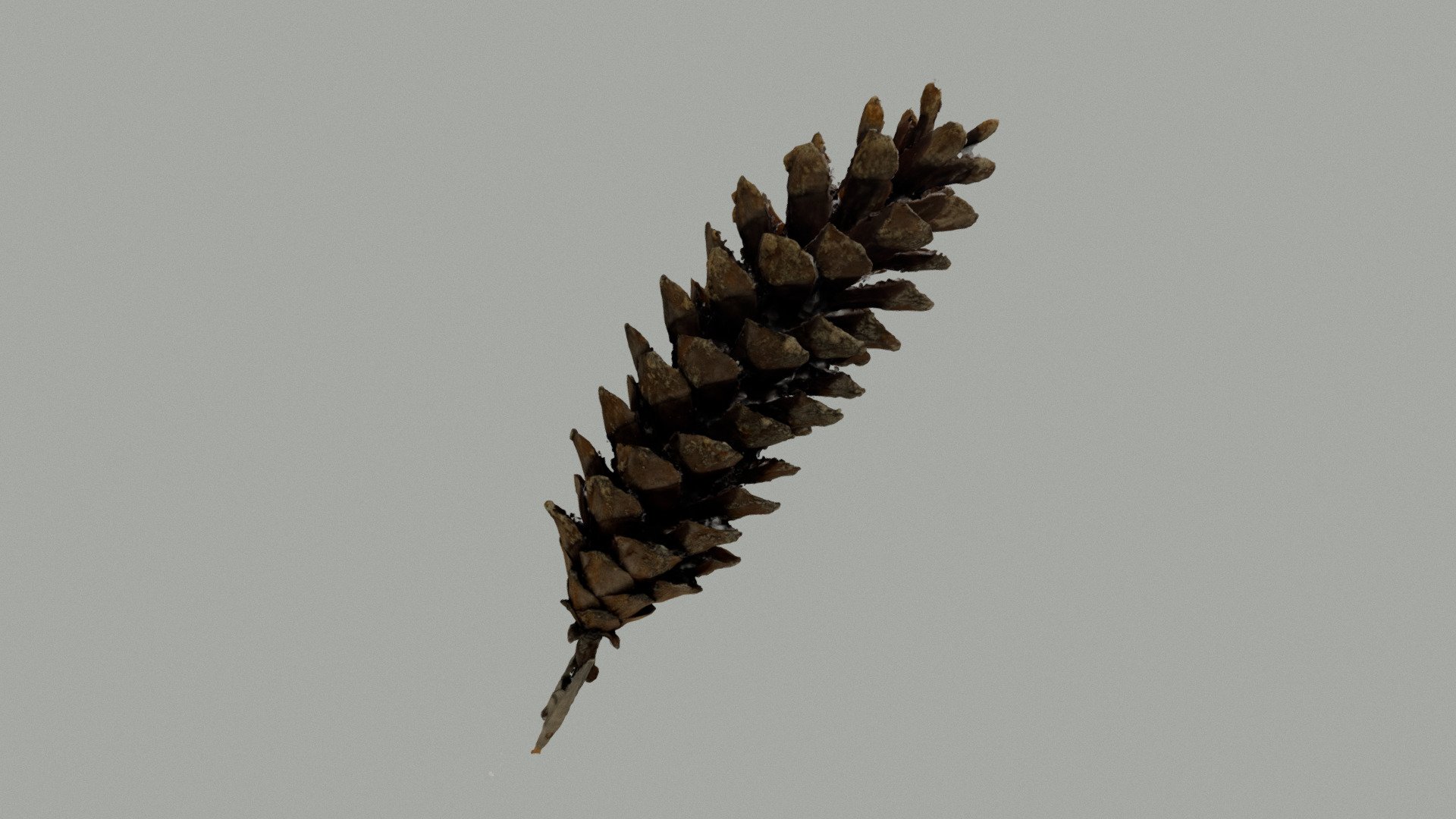 ヒマラヤゴヨウ　Pinus griffithii