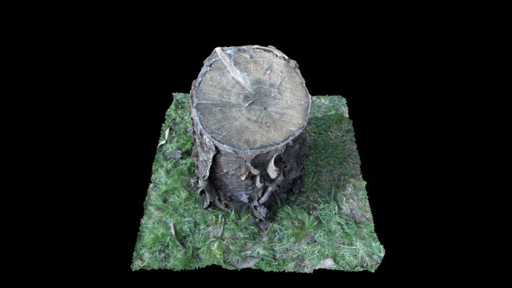 Tronco 3D Model
