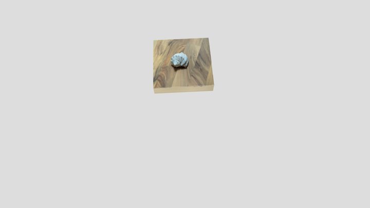 Shell 3D Model