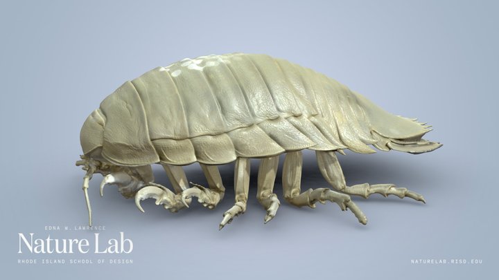 Giant Isopod 3D Model
