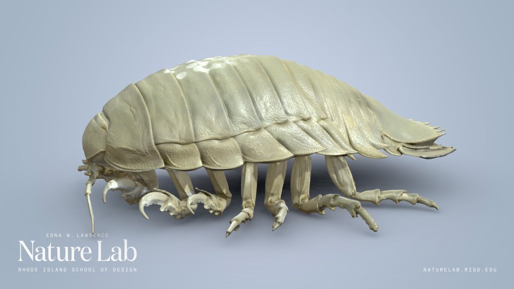 Giant Isopod