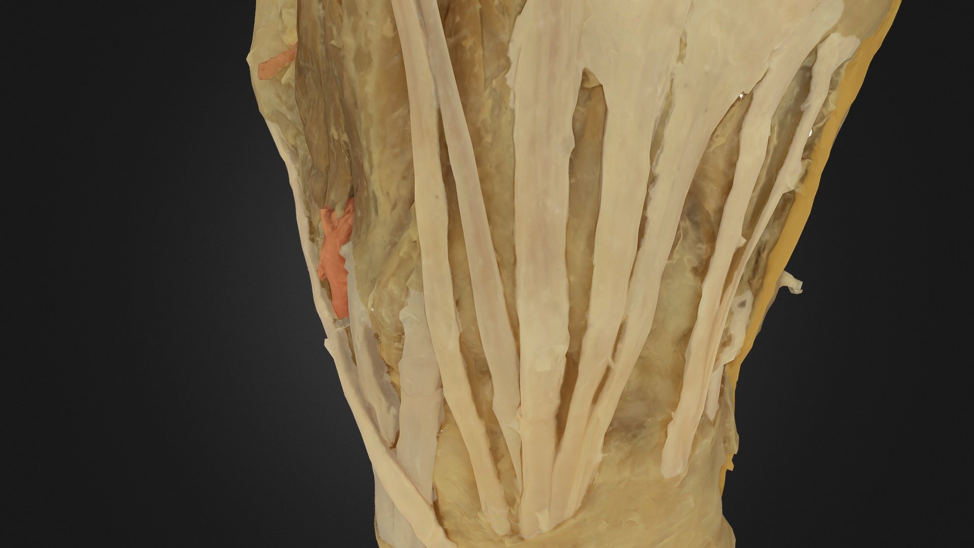 Plastinated Human Hand (colour-coded) — Sketchfab embed 3D viewer