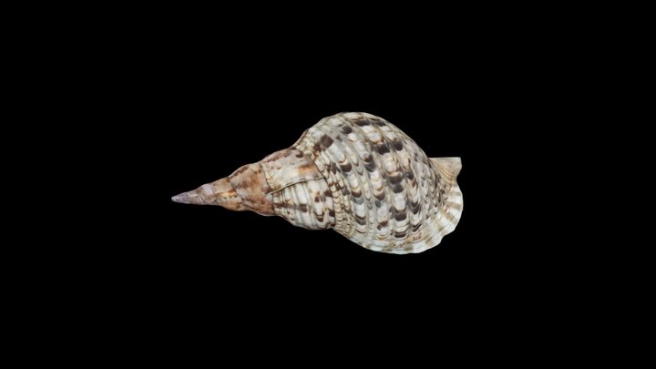 conch 3D Model