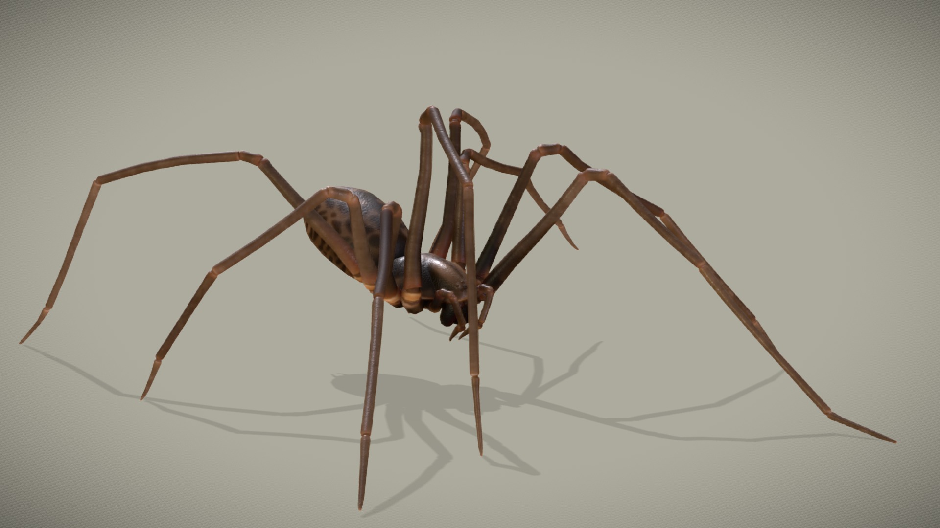 3D model Spider – Eratigena Atrica - This is a 3D model of the Spider - Eratigena Atrica. The 3D model is about a close-up of a bug.