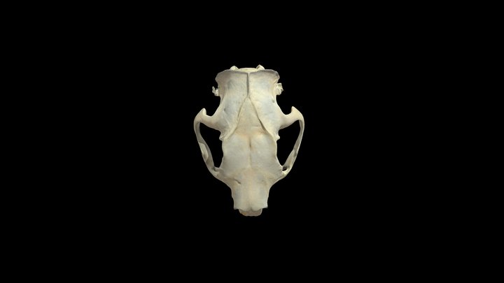Beaver Skull 3D Model