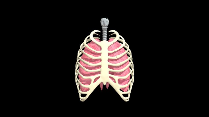 Lungs Inhale Front View 3D Model
