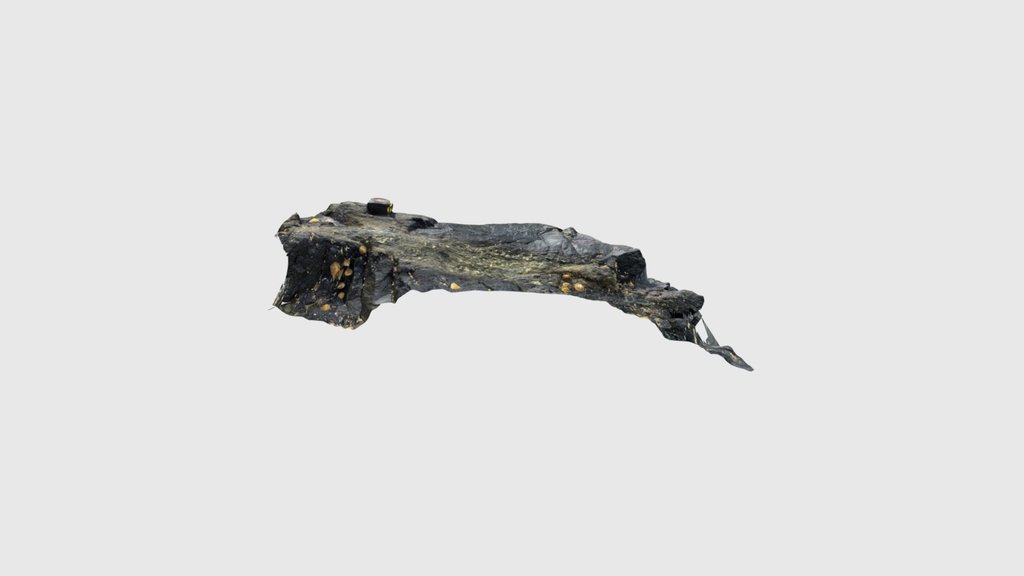 Petrified tree fragment