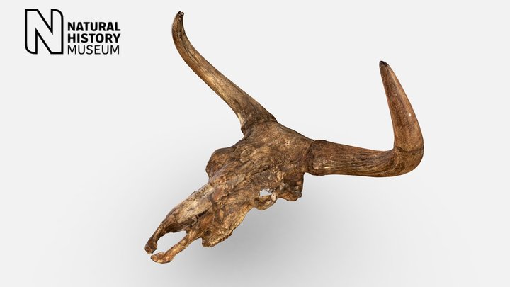 Aurochs Skull 475 PV OR 50086 3D Model
