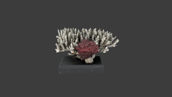 Acropora secale – Modello 3D gratuito STL