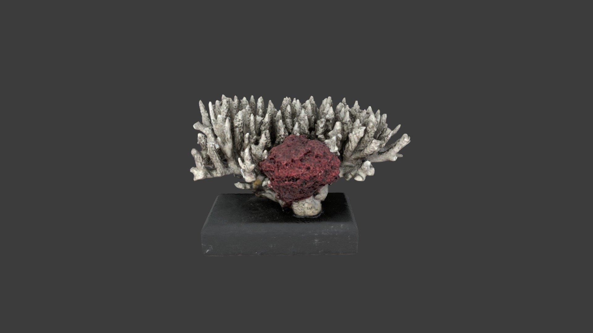 Acropora secale