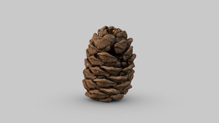 Cedar cone 3D Model