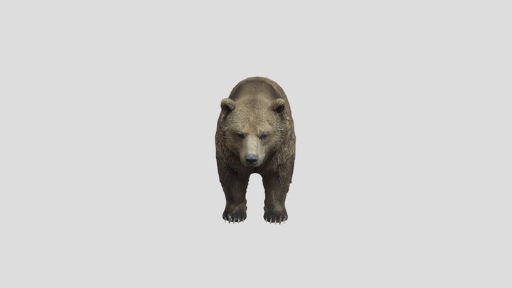 Realistic Grizzly Bear - Game Ready Asset 3D Model