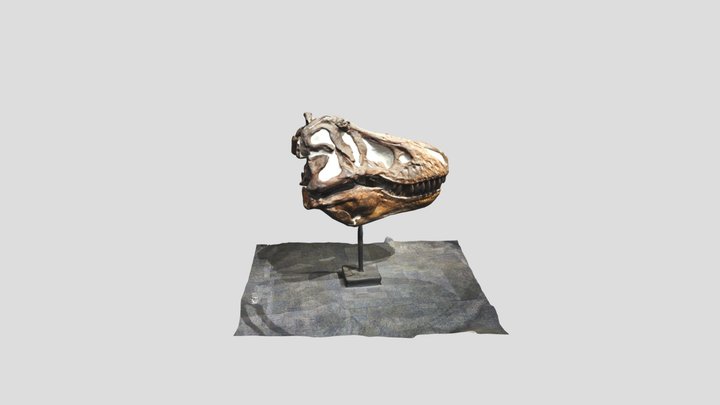 Tyrannosaurus Rex Fossil Skull 3D Model
