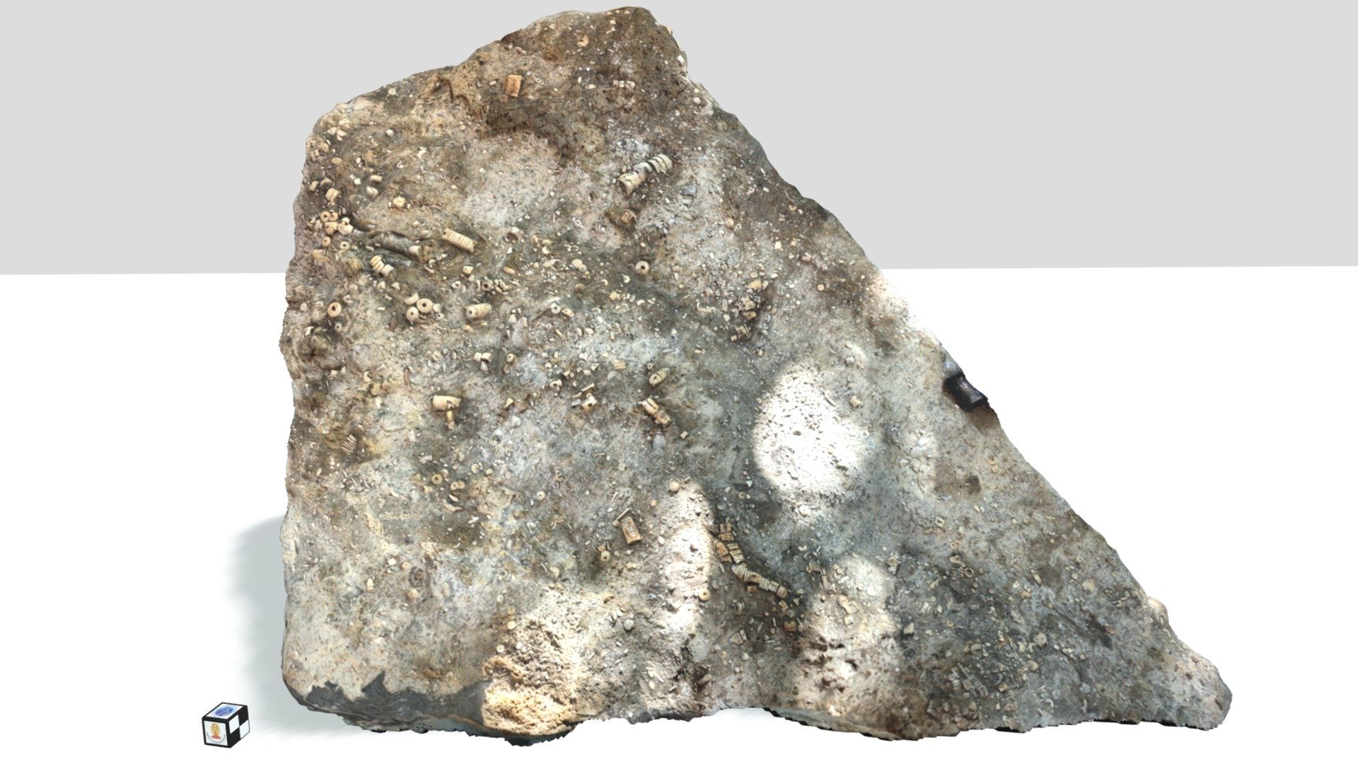 ไครนอยด์ (Crinoids) - 3D model by Sukonmeth (@vrgeology) [4660e55 ...