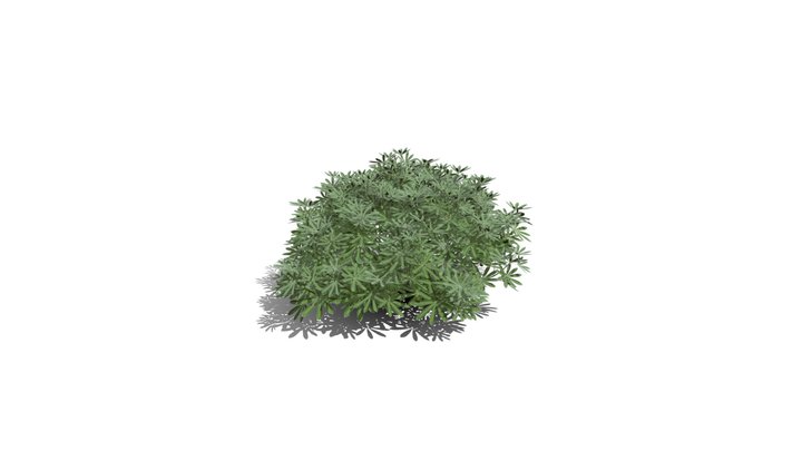Realistic HD Yellow bush lupine (16/25)