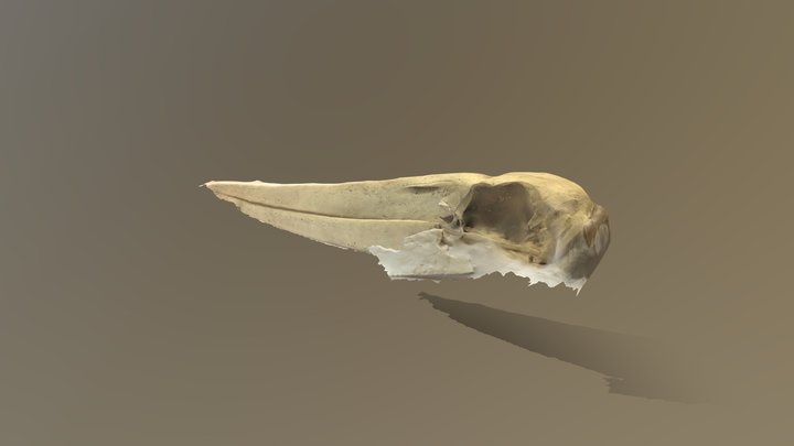 Asian Openbill Stork Skull 3D Model