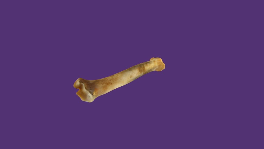 Deer Radius 3D model by msorrel [46698ca] Sketchfab