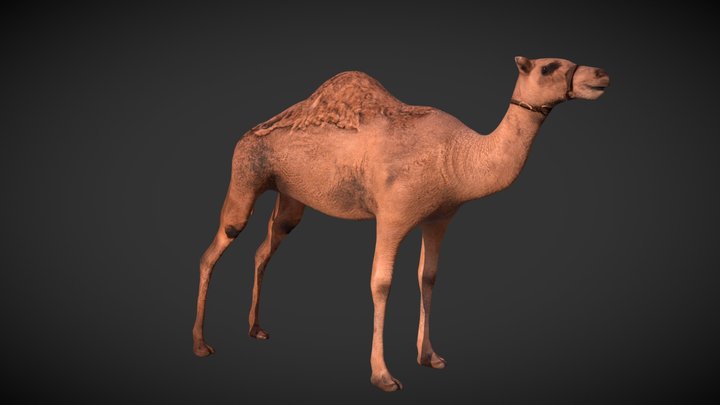 camel 3D Model