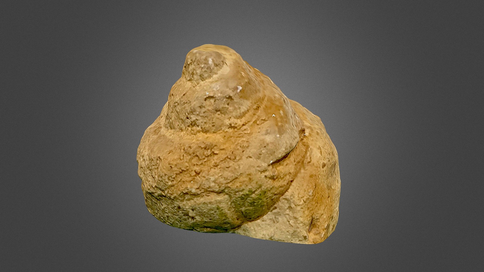Fósil gasterópodo Ampullina