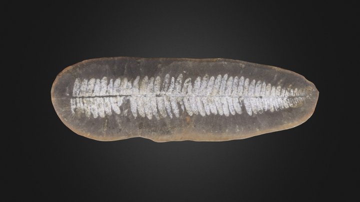 Fern: Crenulopteris acadica (PRI 42681) – Modello 3D gratuito STL
