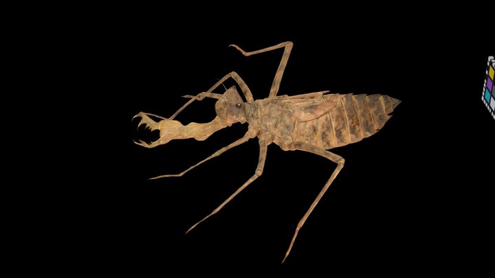 CC0 オオヤマトンボ Elegant Darner, Macromia elegans – Free 3D Model STL