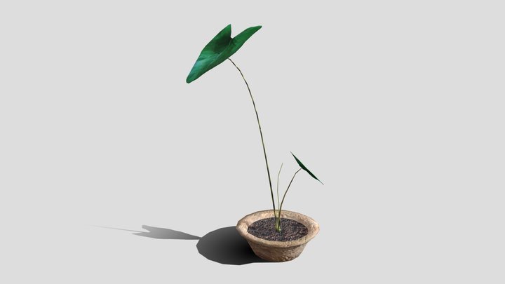 Alocasia Zebrina Plant 3D Model
