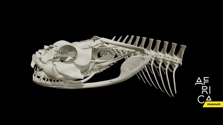 RMCA 28757 Bitis gabonica skull 3D Model