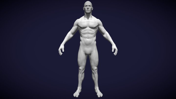 Anatomy correct male base mesh 3D Model