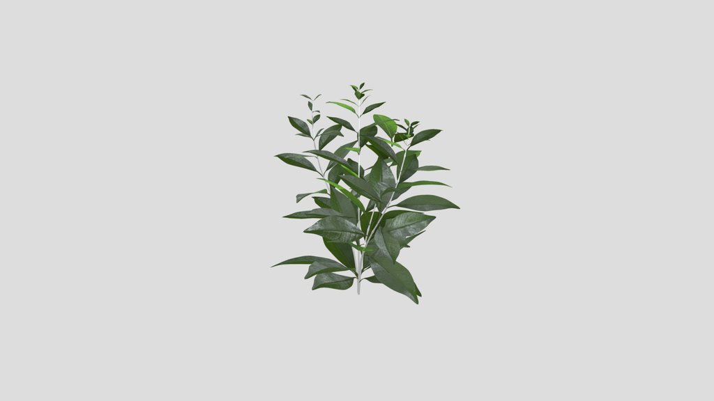 Young Lemon Sprout