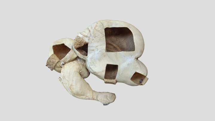 Predželodci, siriščnik - ovca 3D Model