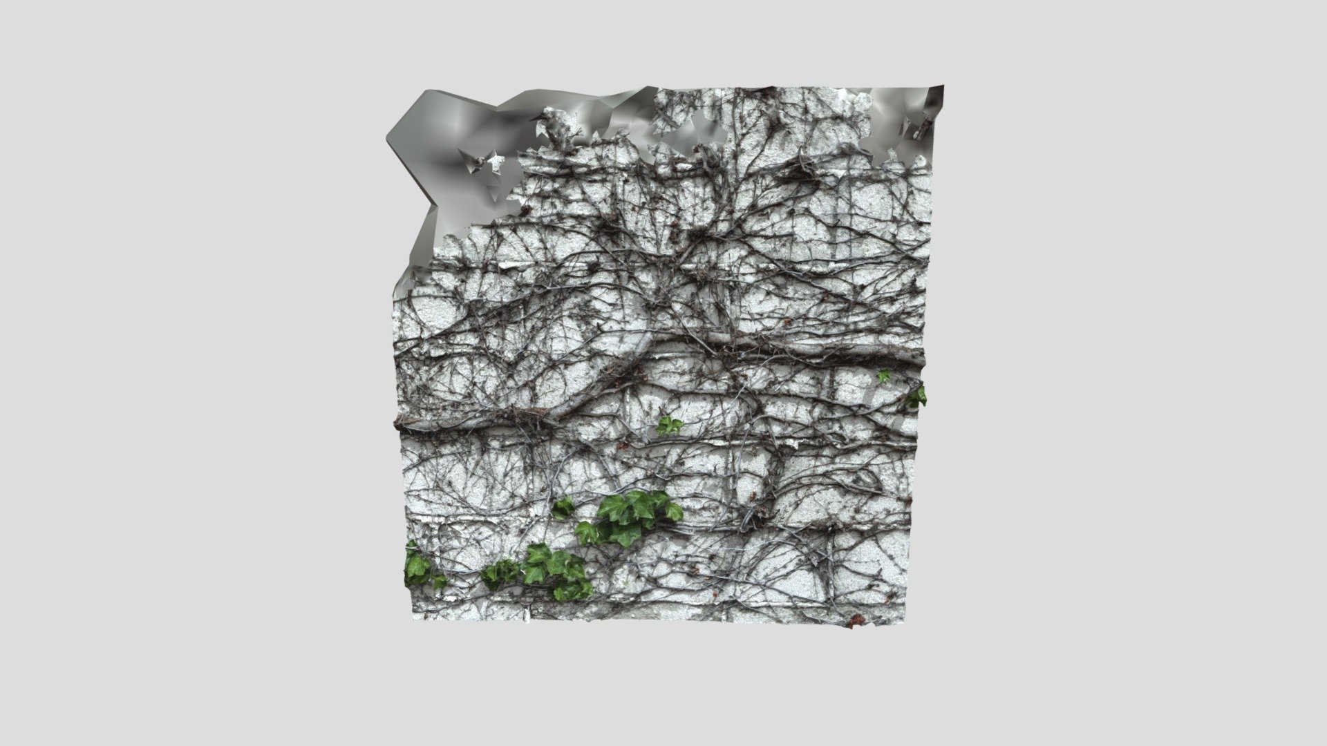 Wall Vines - Sample 1