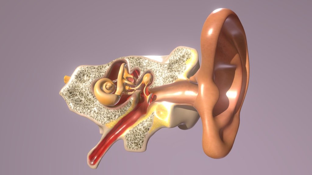 Ear Anatomy - 3D model by holoxica (@holoxica) [468e203] - Sketchfab