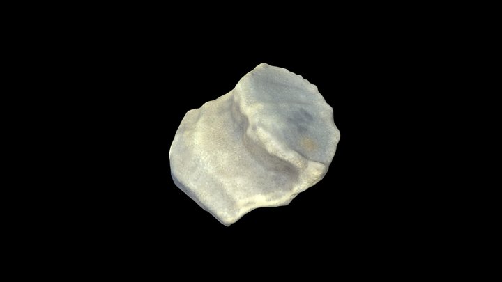 Wild Cane Cay 298 Bone