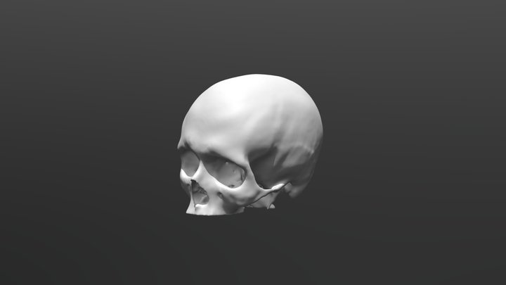 Skull Model 3D Model